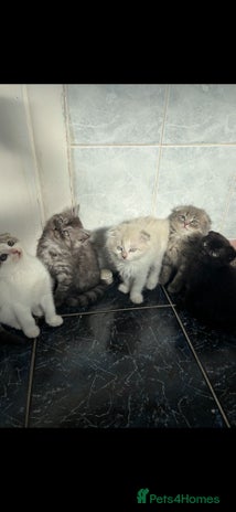Scottish Fold cats - Advert 9