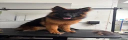 German Shepherd dogs for sale: Beautiful German shepherd female  - Advert 6