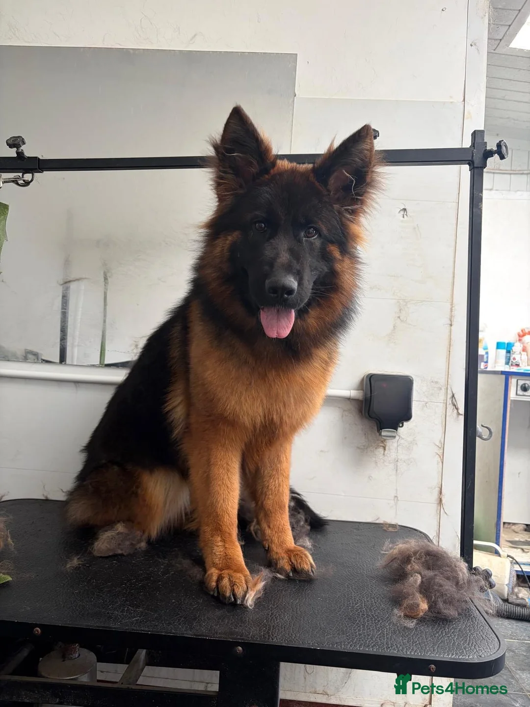 German Shepherd dogs for sale: Beautiful German shepherd female  - Advert 6