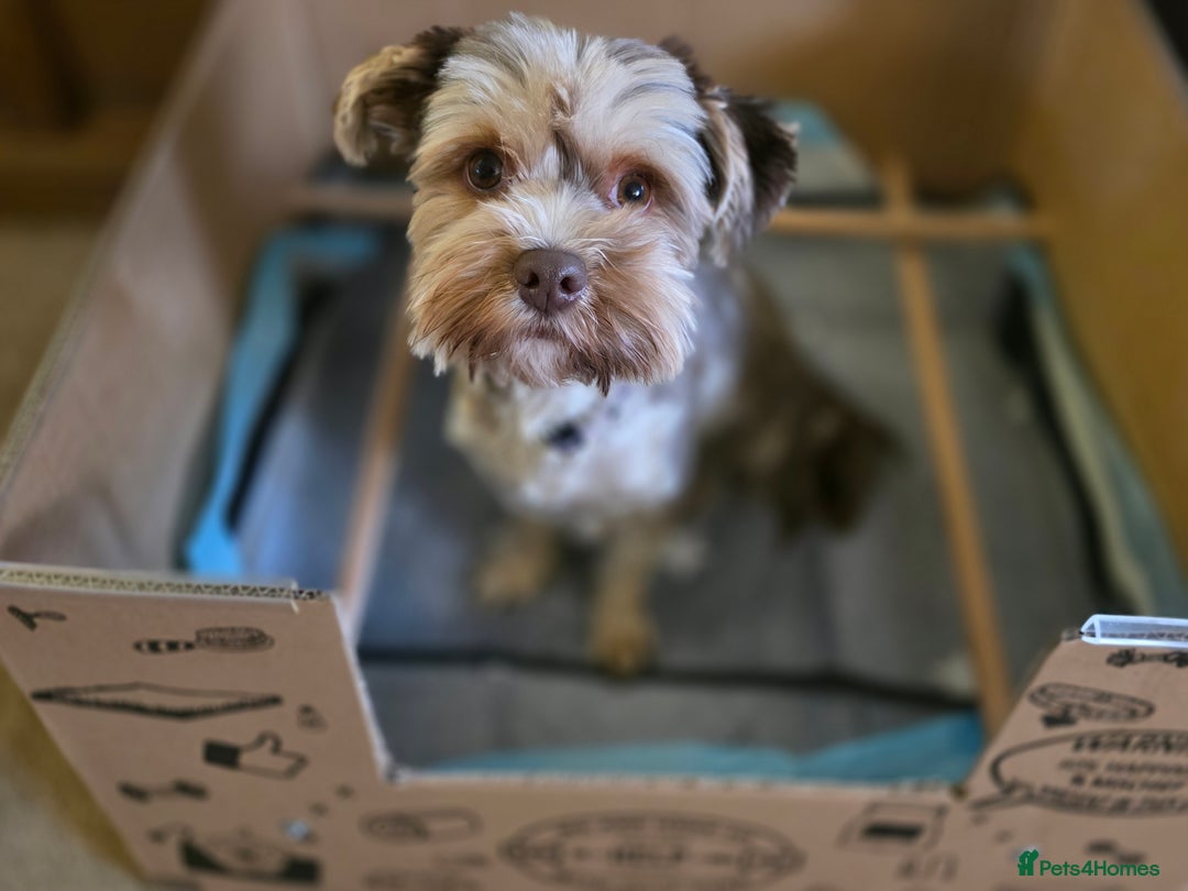 Yorkshire Terrier dogs for sale: Chocolate Yorkshire Terrier  - Image 17