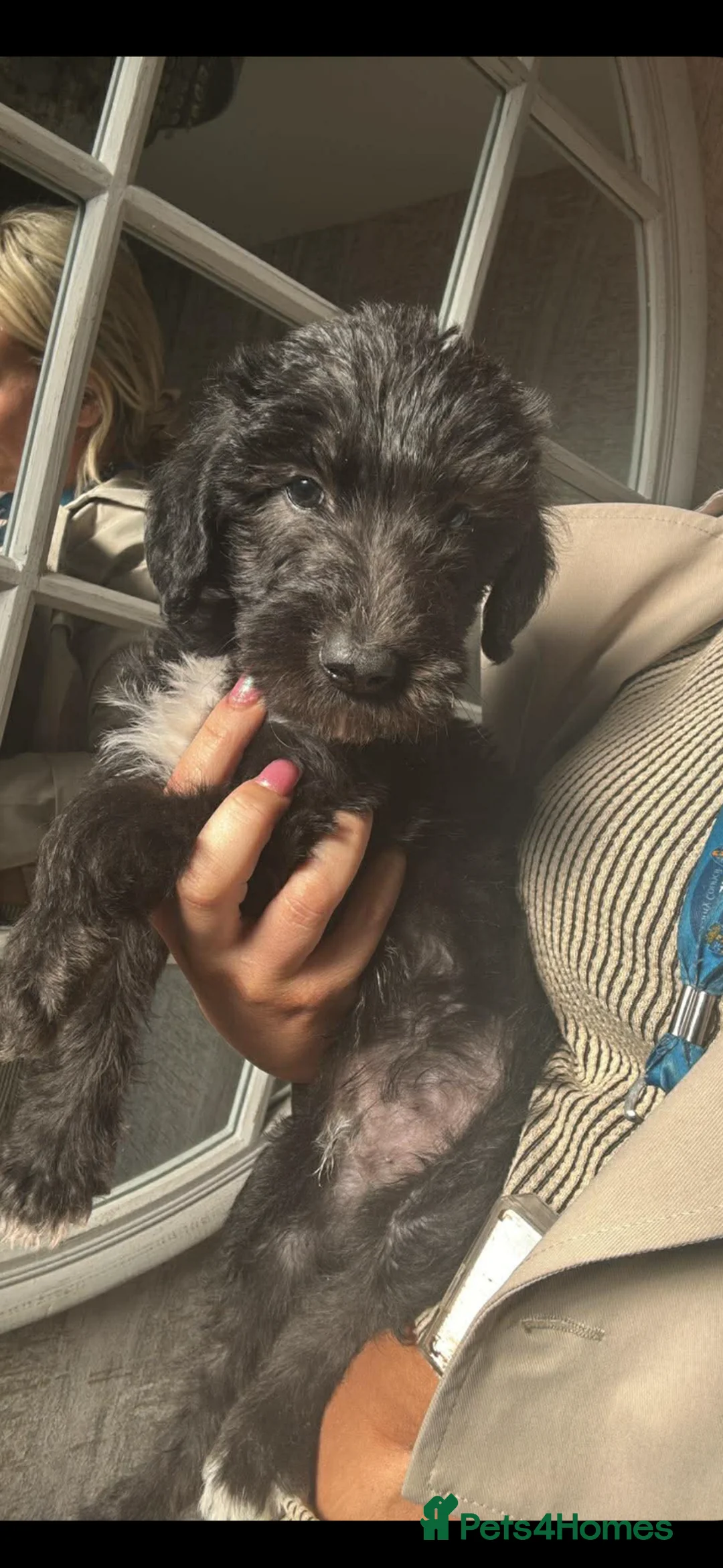Bedlington Terrier dogs for sale: Bedlington whippet  - Advert 7