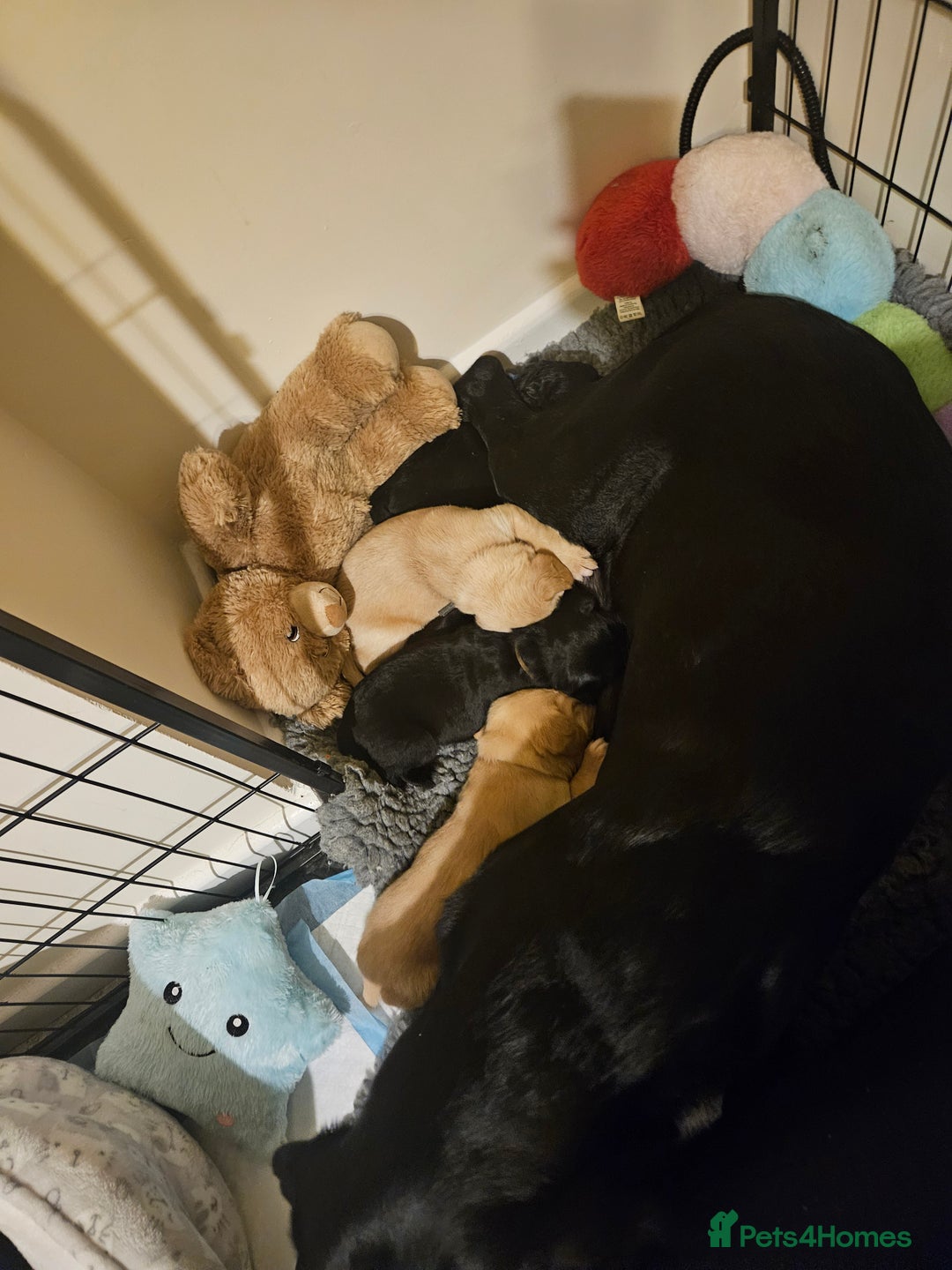 Cockerdor dogs for sale: Beautiful cockador pups - Advert 3