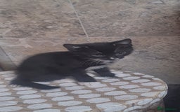 British Shorthair cats for sale: Lovely 1 black and 2 black & white kitten - Image 14