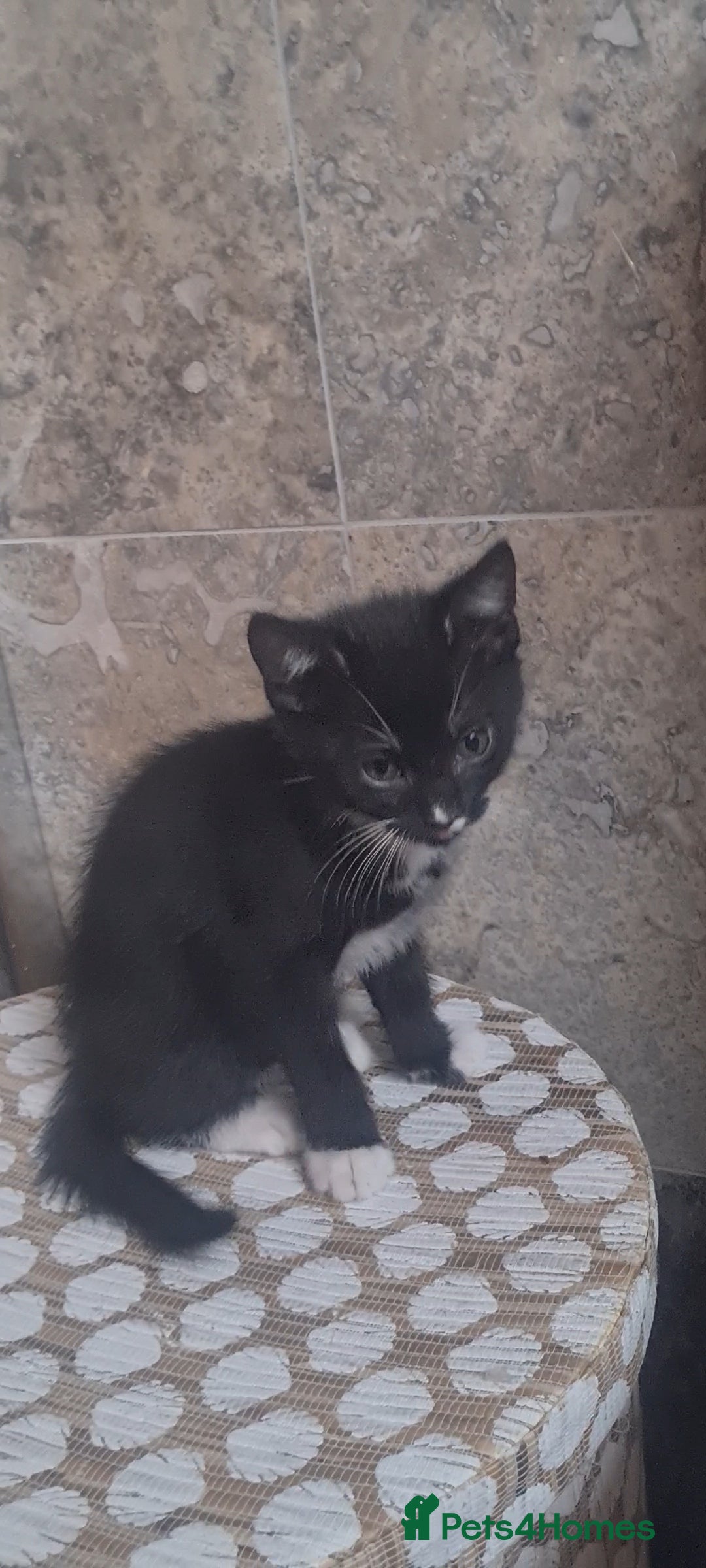 British Shorthair cats for sale: Lovely 1 black and 2 black & white kitten - Image 14