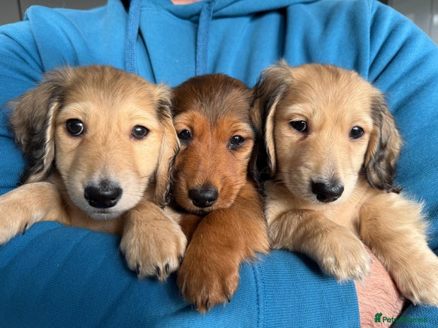 Miniature Dachshund dogs Long haired miniature dachshunds - Advert 12