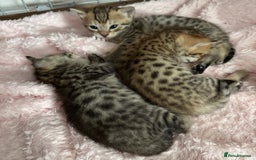 Savannah cats for sale: Stunning Savannah Kittens - Image 28