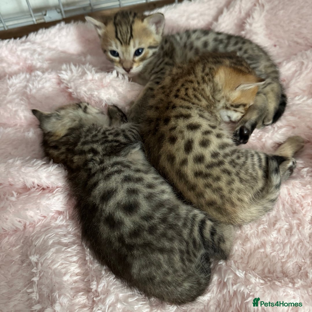 Savannah cats for sale: Stunning Savannah Kittens - Image 28