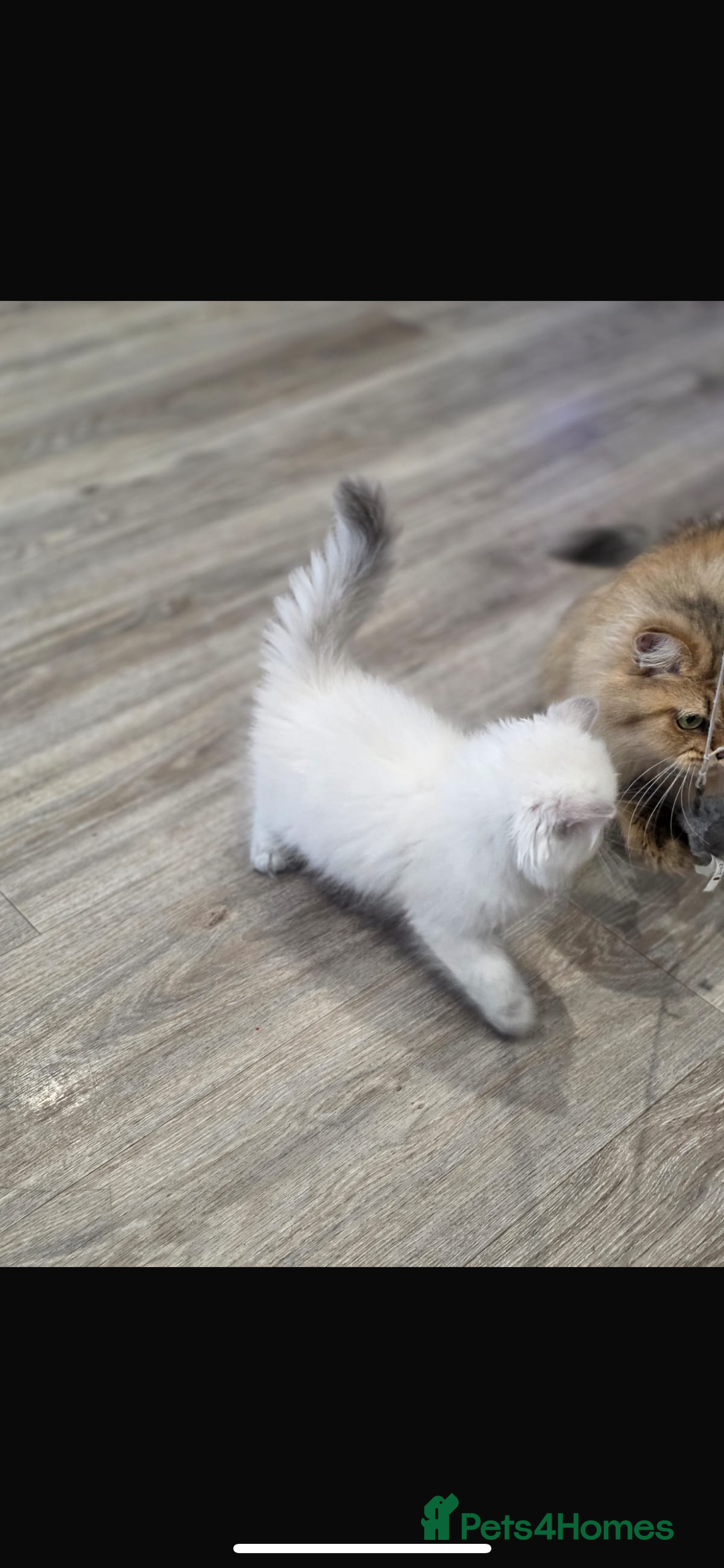 British Longhair cats for sale: Lilac golden tip female  - Advert 4