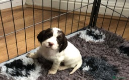 Cocker Spaniel dogs for sale: Gorgeous Working Cocker Spaniel puppies - Image 5