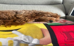 Cockapoo dogs for sale: Loving 1 year old boy (buddy) - Image 2