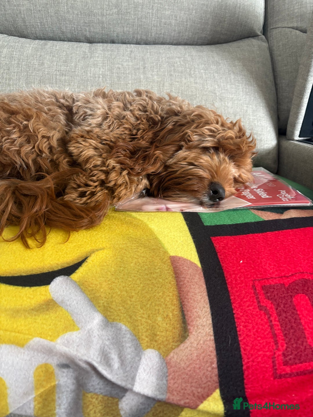 Cockapoo dogs for sale: Loving 1 year old boy (buddy) - Image 2