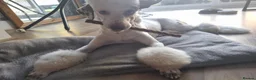 Bordoodle dogs for sale: Rehoming of 8 month old puppy  in Stoke-on-Trent - Advert 3