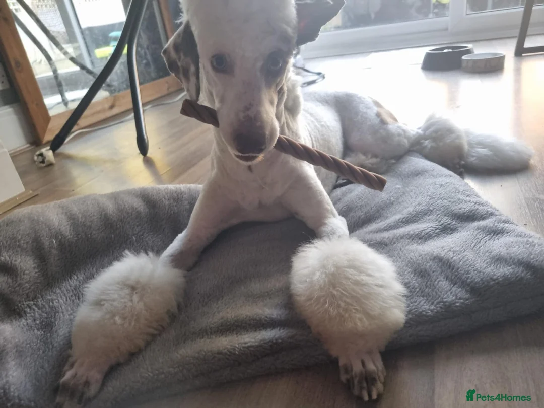 Bordoodle dogs for sale: Rehoming of 8 month old puppy  in Stoke-on-Trent - Advert 3