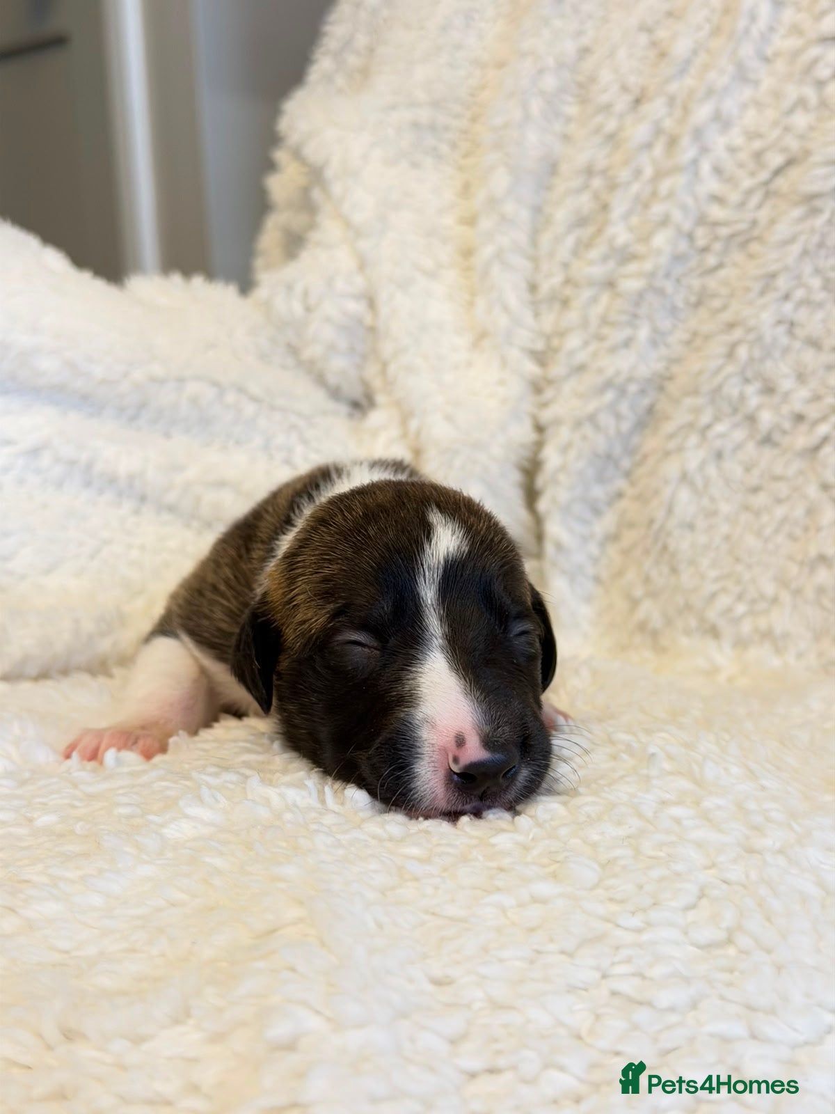 Whippet dogs for sale: Stunning pedigree whippets puppies  - Advert 2