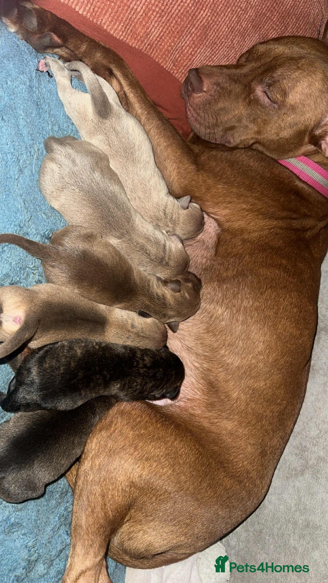 Mixed Breed dogs for sale: Bully pups  - Advert 10