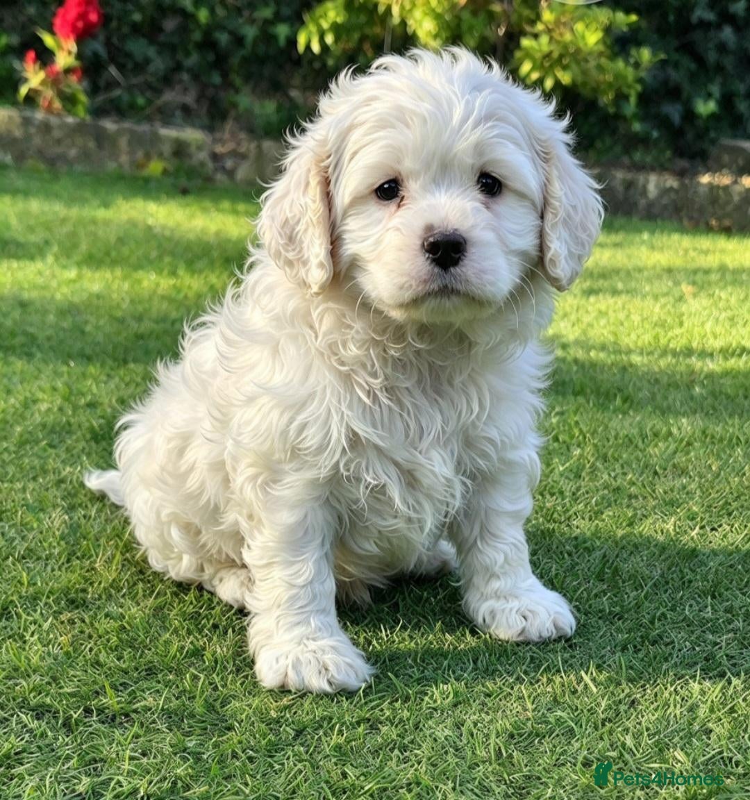Cockapoo dogs  F1b extensively DNA tested American cockerpoo  - Advert 14