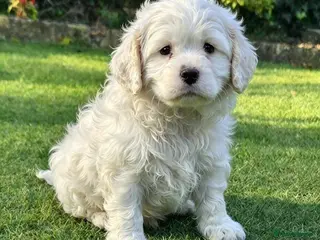 Cockapoo dogs F1b extensively DNA tested American cockerpoo - Advert 14