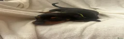 Dachshund dogs for sale: Full breed miniature dachshund  in Uxbridge - Advert 9