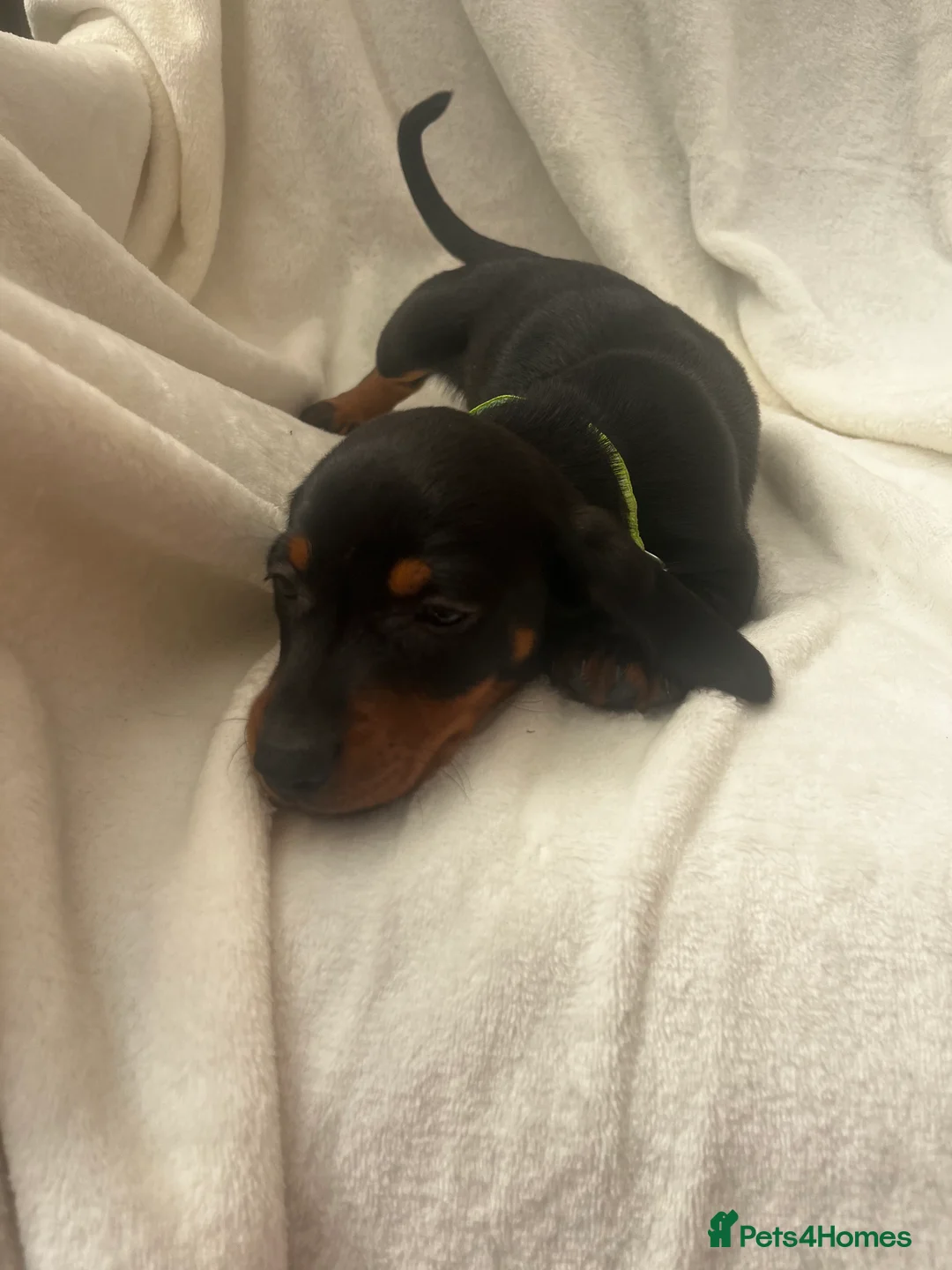 Dachshund dogs for sale: Full breed miniature dachshund  in Uxbridge - Advert 9
