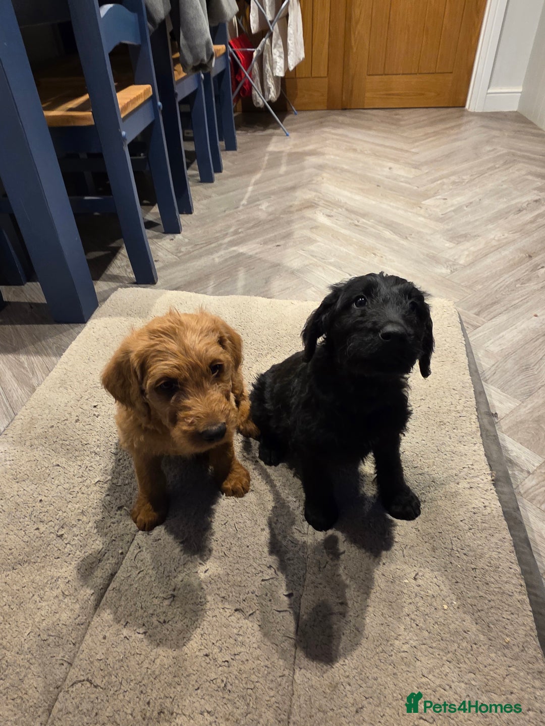 Labradoodle dogs for sale: F1 labradoodles - Image 5