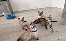 Bengal cats for sale: Stunning full pedigree bengal kittens  - Image 4