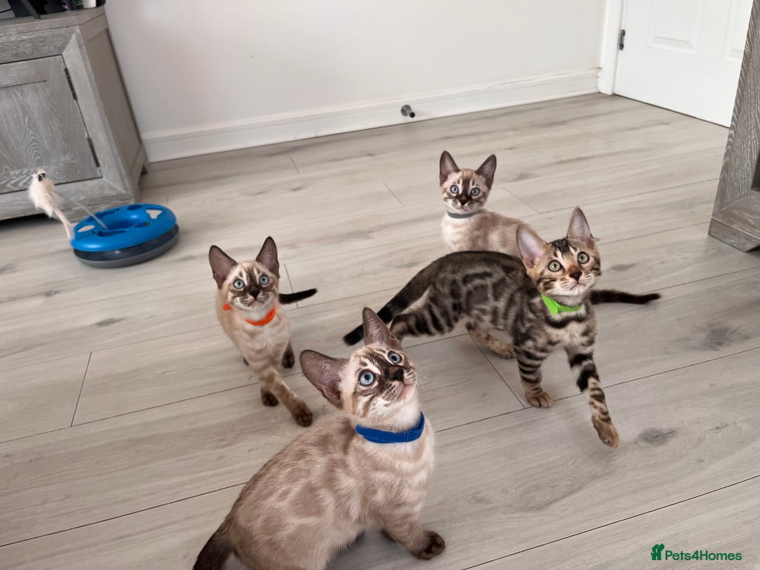 Bengal cats for sale: Stunning full pedigree bengal kittens  - Image 4