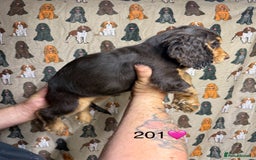 Cocker Spaniel dogs for sale: Chunky show type cocker spaniels  - Image 14