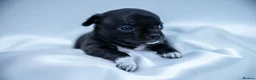 Chihuahua dogs for sale: 🌟 Exceptional Smooth-Coat Chihuahua Girls  - Advert 26
