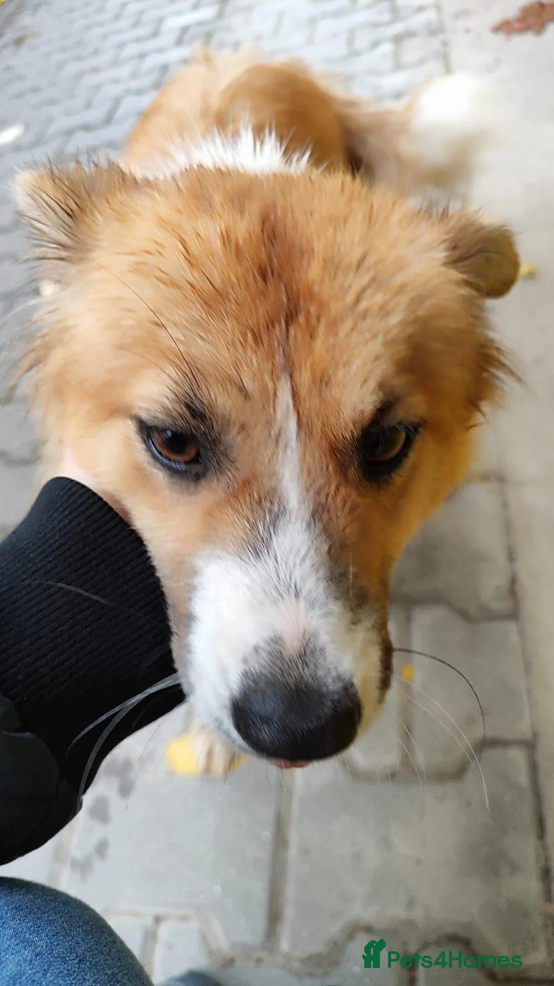 Mixed Breed dogs for adoption: Clara, 2-3 yrs old. Available for adoption. in Brixham - Advert 2