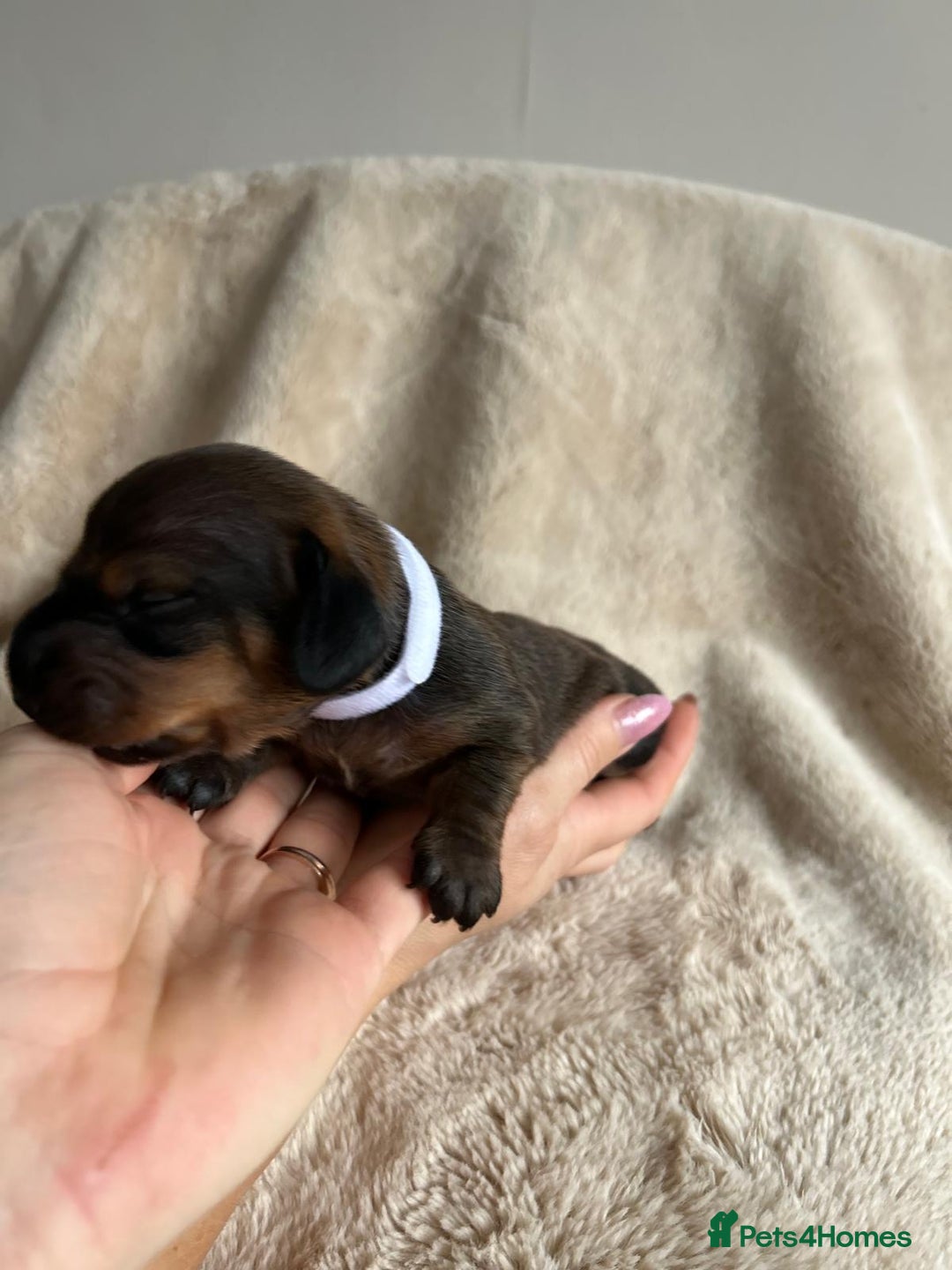 Dachshund dogs for sale: Miniature Dachshunds - Image 20