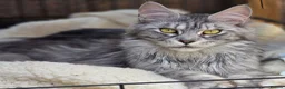 Maine Coon cats for sale: Maine Coon Kittens  - Advert 13