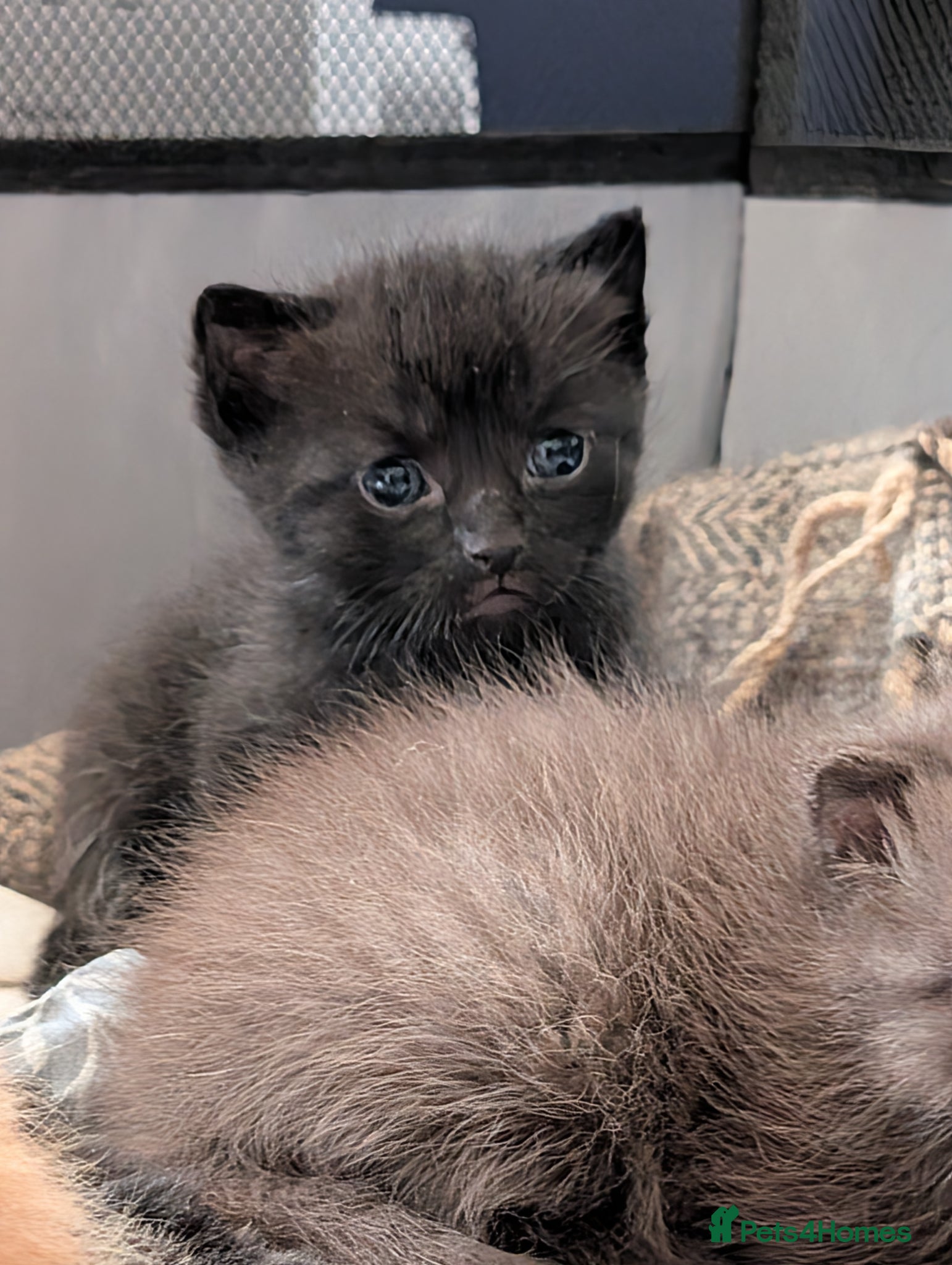 Mixed Breed cats Adorable Kittens Looking for Their Forever Homes - Advert 15