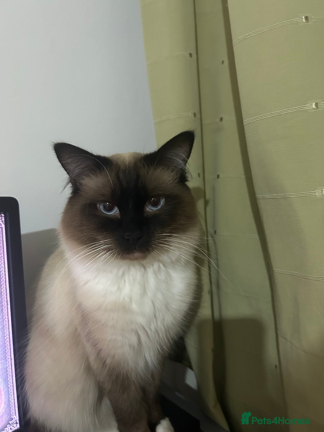 Ragdoll cats for stud: Regdoll  in Kirkcaldy - Advert 2