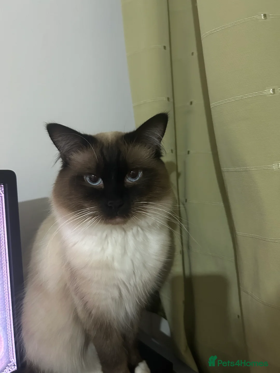 Ragdoll cats for stud: Regdoll  in Kirkcaldy - Advert 2