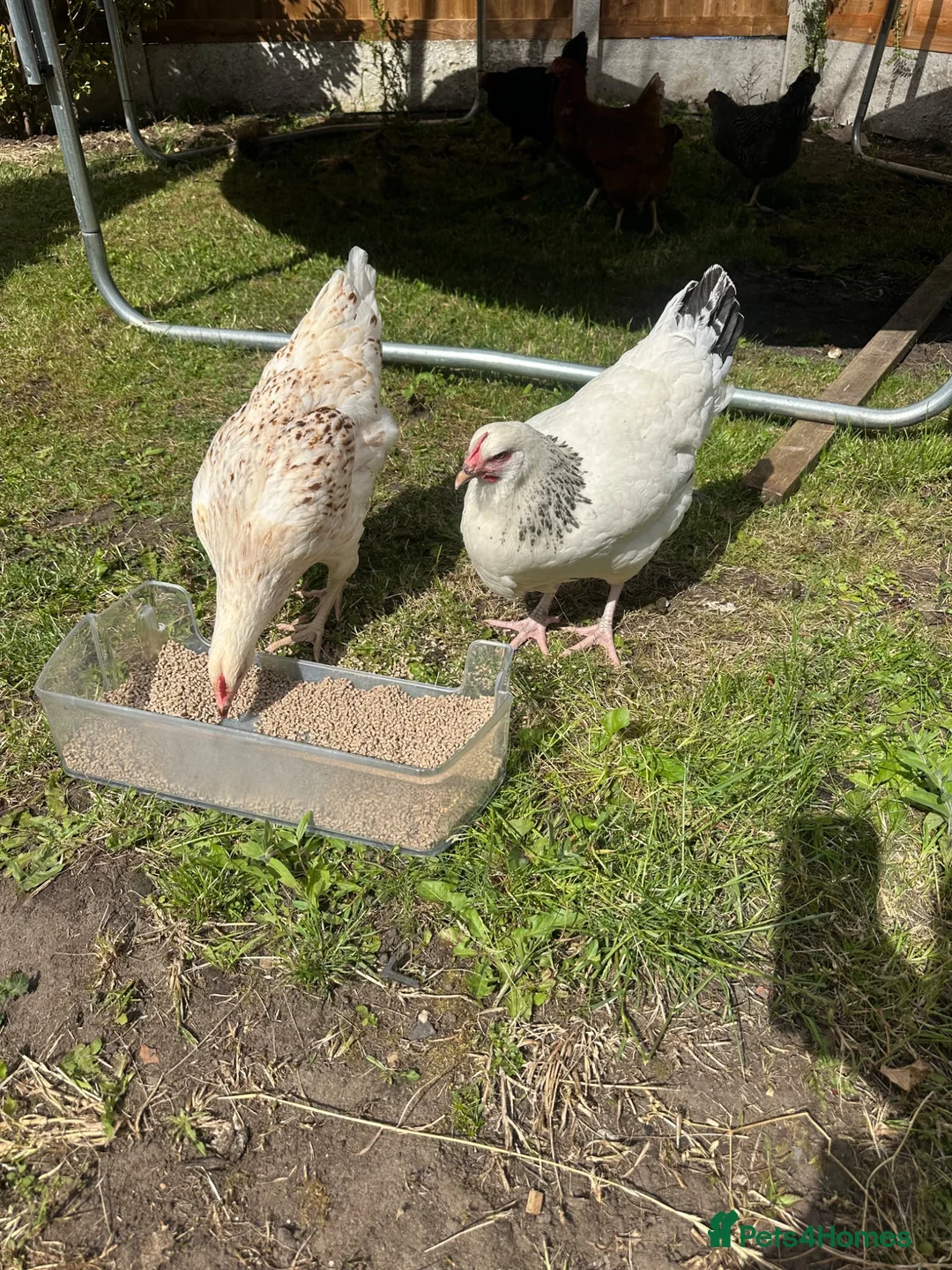Hens poultry for sale: Hybrid lying eggs hens  - Advert 2