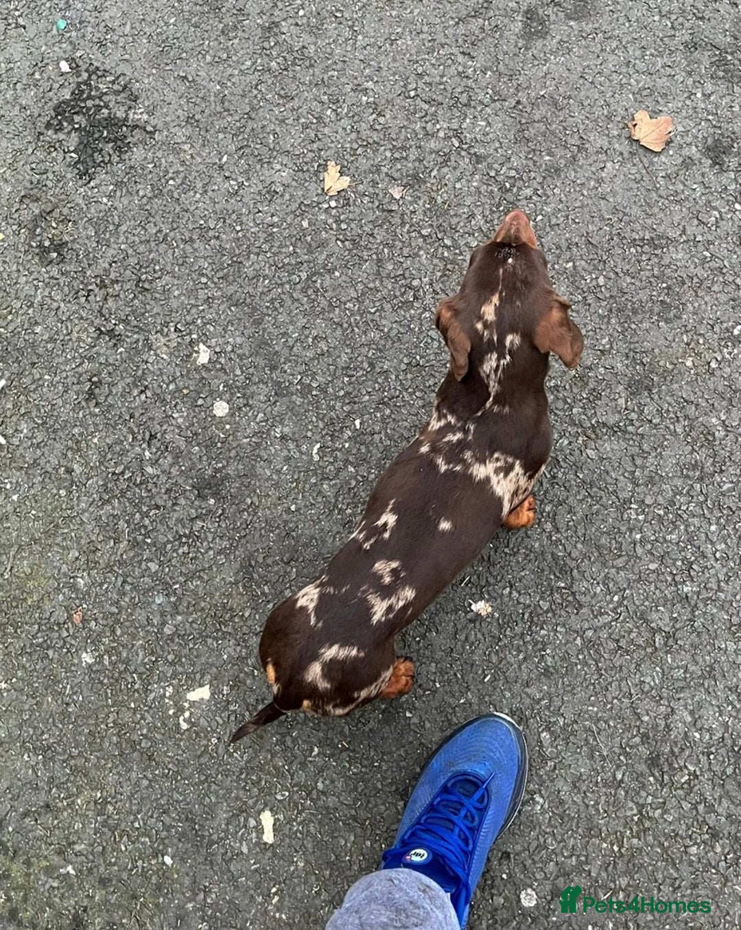 Mixed Breed dogs for sale: Dachshund x Jack Russell  - Advert 5