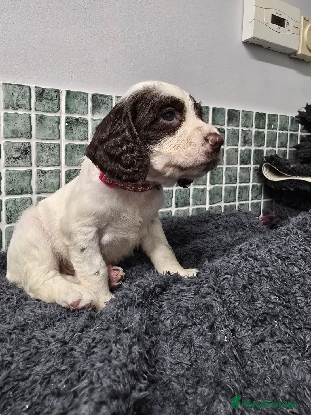 Sprocker dogs for sale: Sprocker Puppies - Advert 20