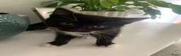 Mixed Breed cats for sale: 2 kittens 1 tux 1 tabby  - Advert 3