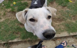 Mixed Breed dogs for adoption: 11 Month Old George is looking for a new home - Image 6