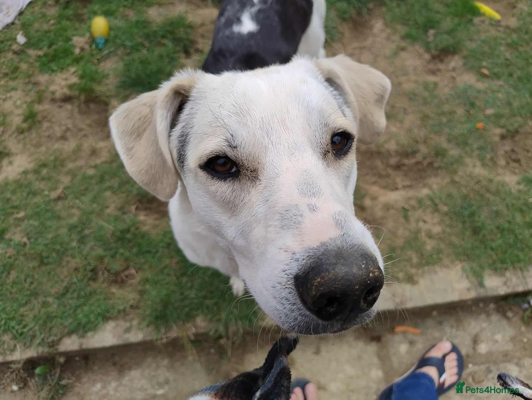 Mixed Breed dogs for adoption: 11 Month Old George is looking for a new home - Image 6
