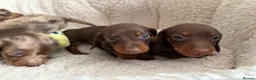 Miniature Dachshund dogs for sale:     Adorable Miniature Dachshund puppies  in London - Advert 3