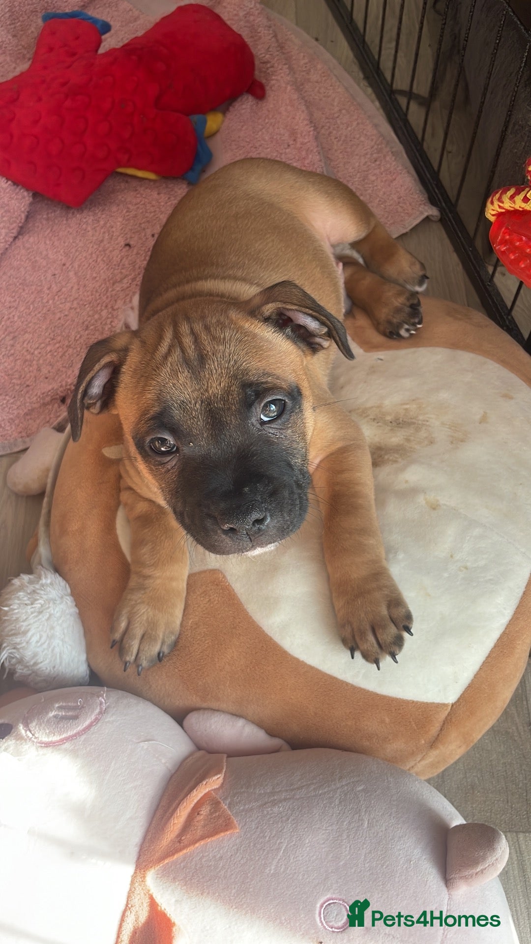 Staffordshire Bull Terrier dogs Red. Staffordshire bull terriers  - Advert 11