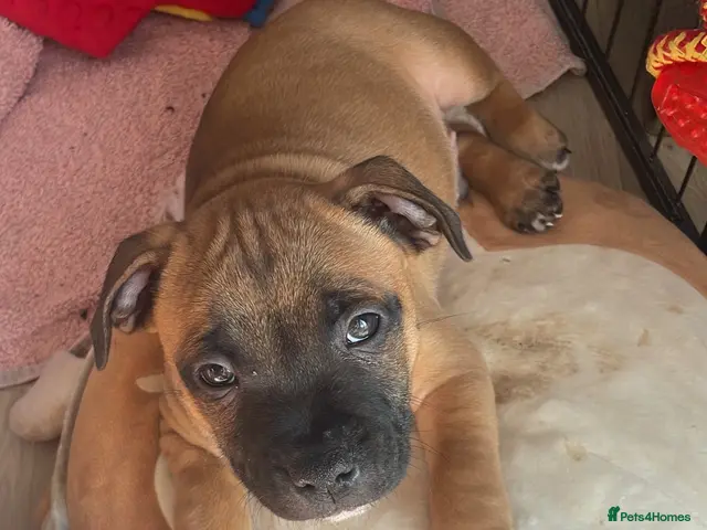 Staffordshire Bull Terrier dogs Red. Staffordshire bull terriers - Advert 11