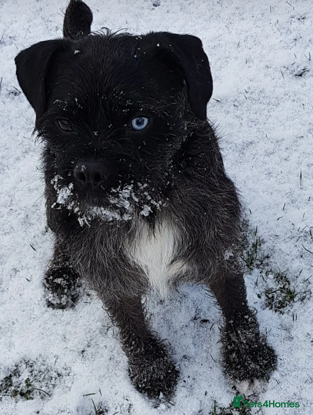 Mixed Breed dogs for sale: Jack Russell terrier mix  in Selby - Advert 2