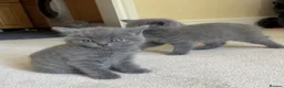 British Shorthair cats for sale: Kitten British shorthair  in London - Advert 7