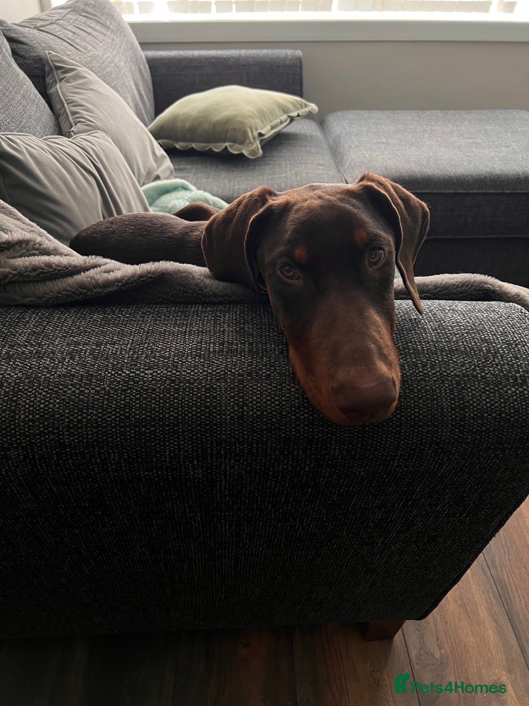 Dobermann dogs for sale: 7 month Doberman - Advert 4
