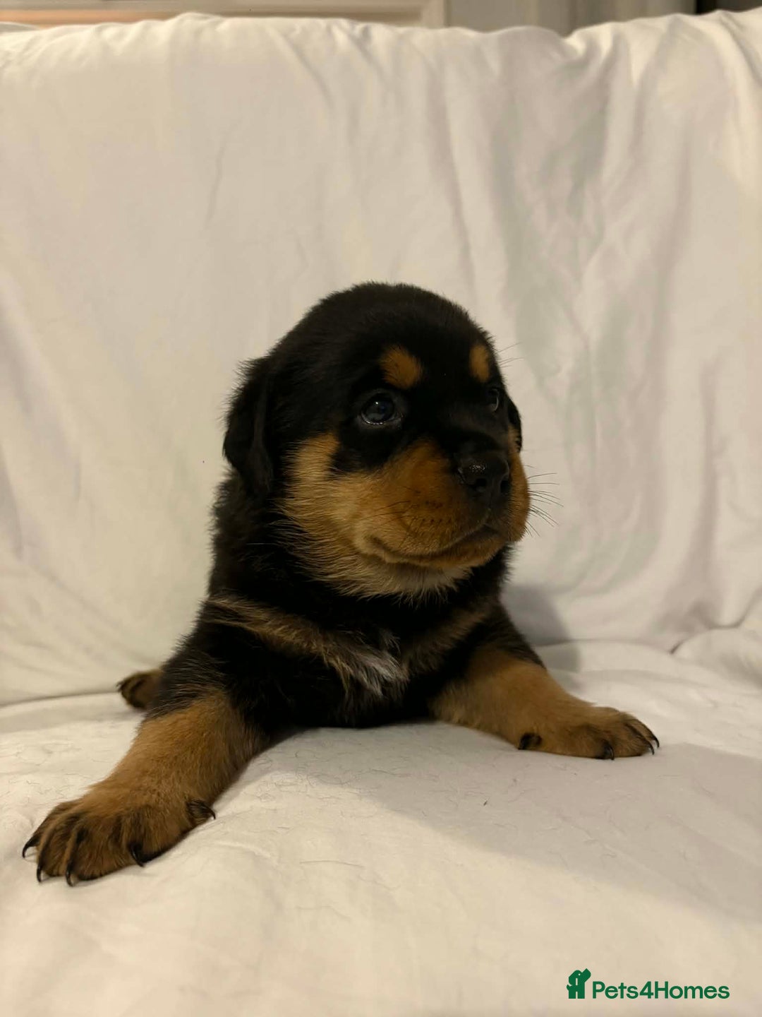 Rottweiler dogs for sale: Stunning Rottweiler puppies - Advert 5