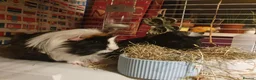 Guinea Pig rodents for sale: Bonded male pair of guinea pigs  in Harlow - Advert 2
