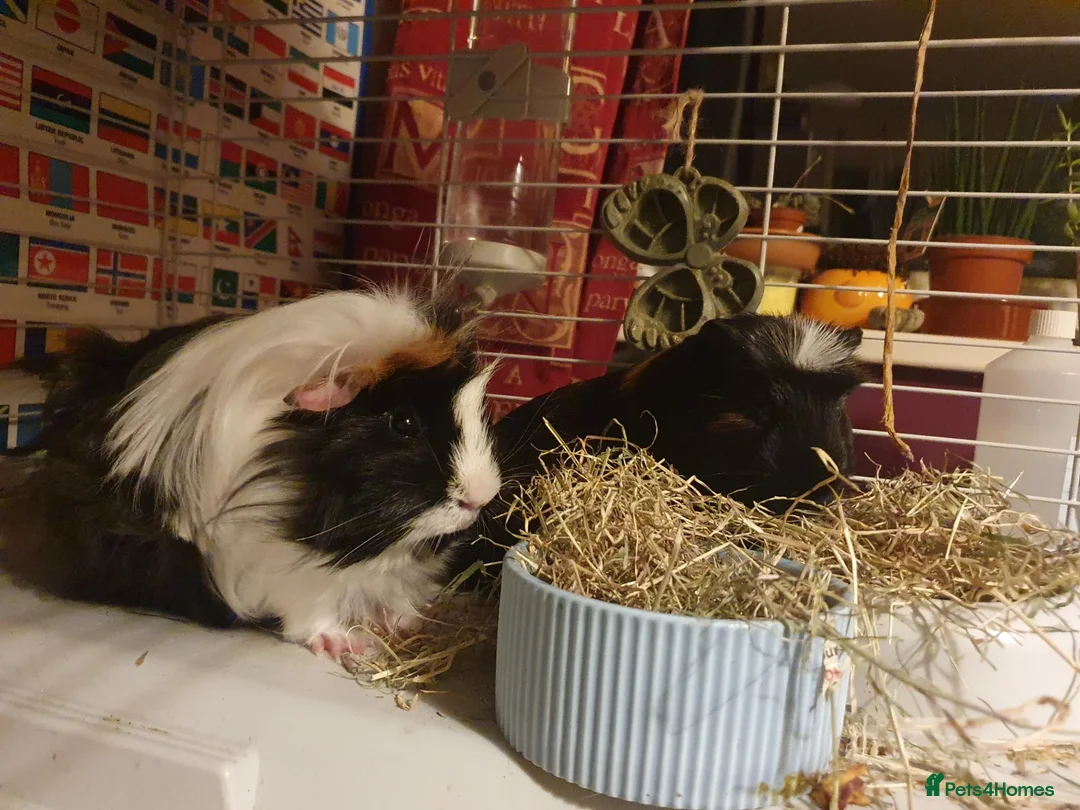 Guinea Pig rodents for sale: Bonded male pair of guinea pigs  in Harlow - Advert 2