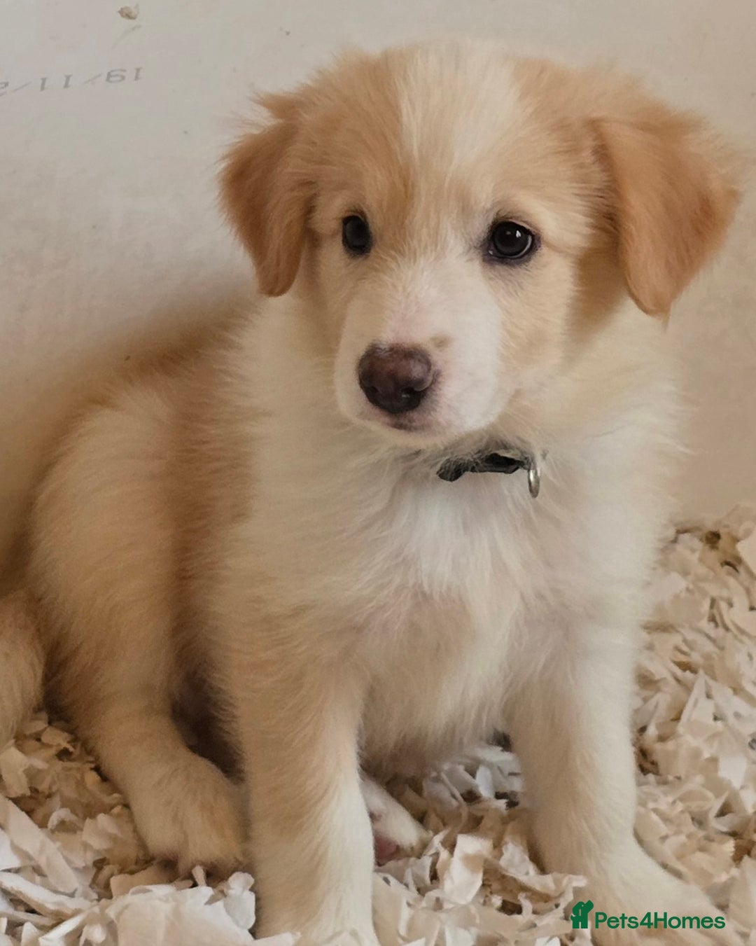 Border Collie dogs for sale: STUNNING GOLD/BLONDE KC REG BORDER COLLIES - Image 7